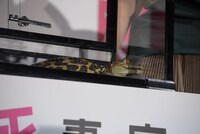 ツマフリと命名されたワニ。