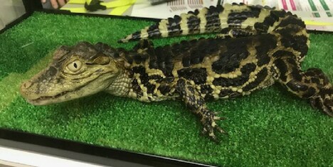 ツマフリと命名されたワニ。