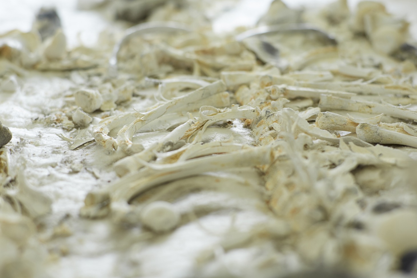 「形のない骨」