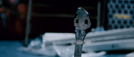 「蛇マンション」