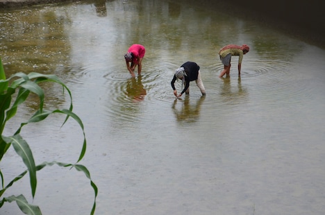 「あまねき旋律（しらべ）」
