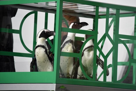 イリュージョンによって現れたペンギンたち。