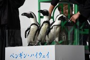イリュージョンによって箱の中に現れ、透明のケースに移されたペンギンたち。