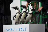 イリュージョンによって箱の中に現れ、透明のケースに移されたペンギンたち。