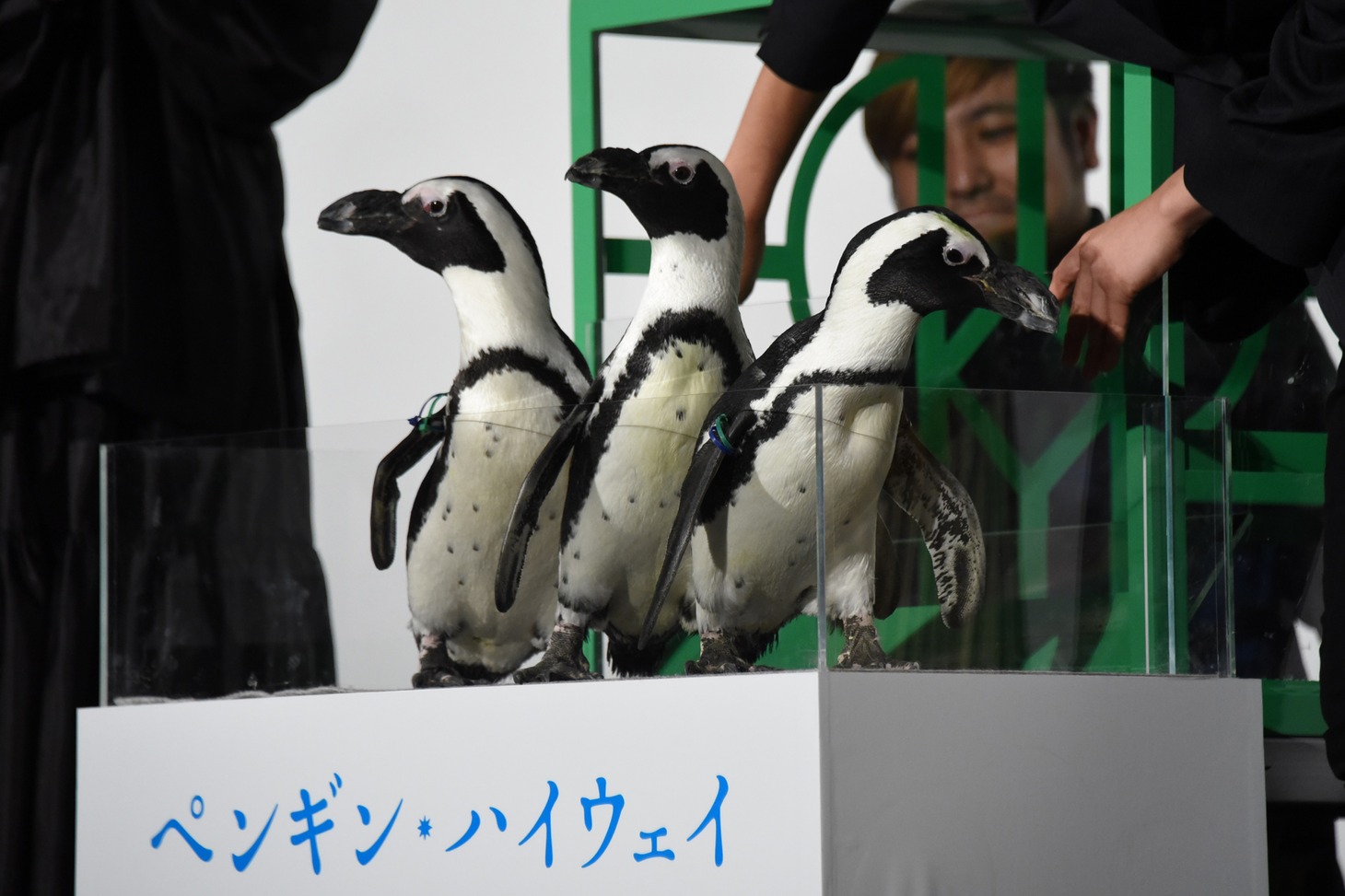 イリュージョンによって箱の中に現れ、透明のケースに移されたペンギンたち。
