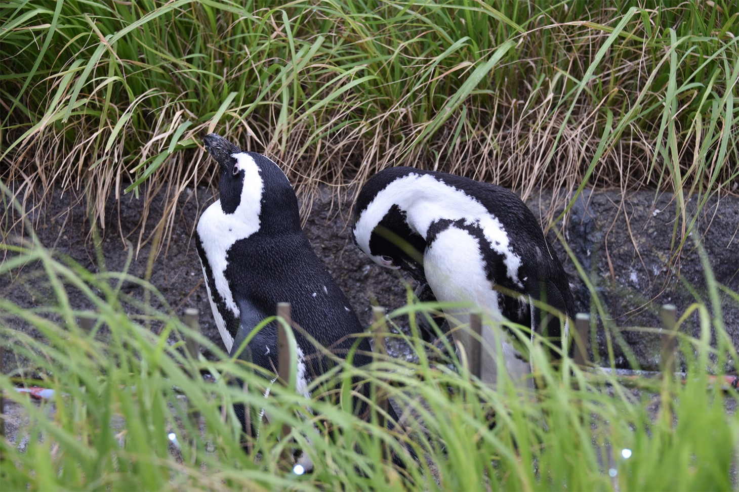ペンギン