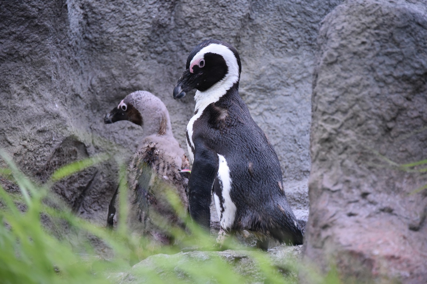 ペンギン