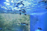 水の中を泳ぐペンギン。