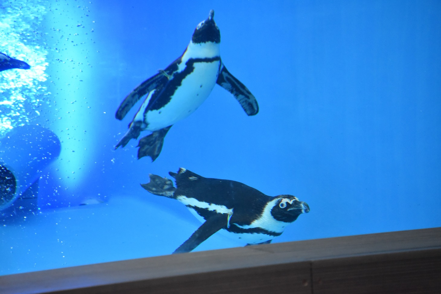 ペンギン