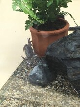 「カニーニとカニーノ」ロケハン中に米林宏昌と出会い、スタジオ内で暮らすサワガニの「カニタマ」。（提供：スタジオポノック）