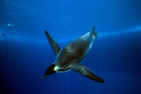 「皇帝ペンギン ただいま」 (c)Laurent Ballesta