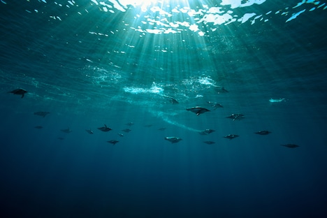 「皇帝ペンギン ただいま」新場面写真 (c)Laurent Ballesta