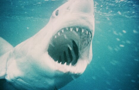 「ジョーズ」 (c)1975 Universal City Studios, Inc. All Rights Reserved.