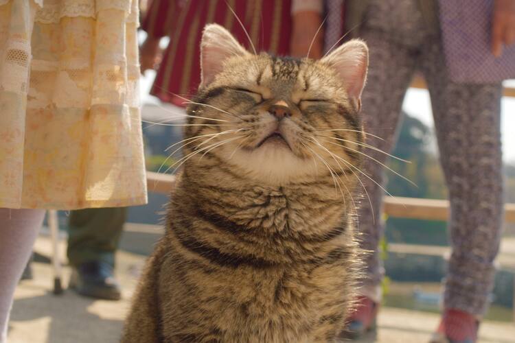 猫だらけ 岩合光昭がメガホン取った ねことじいちゃん 特別映像 映画ナタリー 猫だらけ 岩合光昭がメガホン取った ねことじいちゃん 特別映像 映画ナタリー