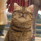 猫だらけ!岩合光昭がメガホン取った「ねことじいちゃん」特別映像