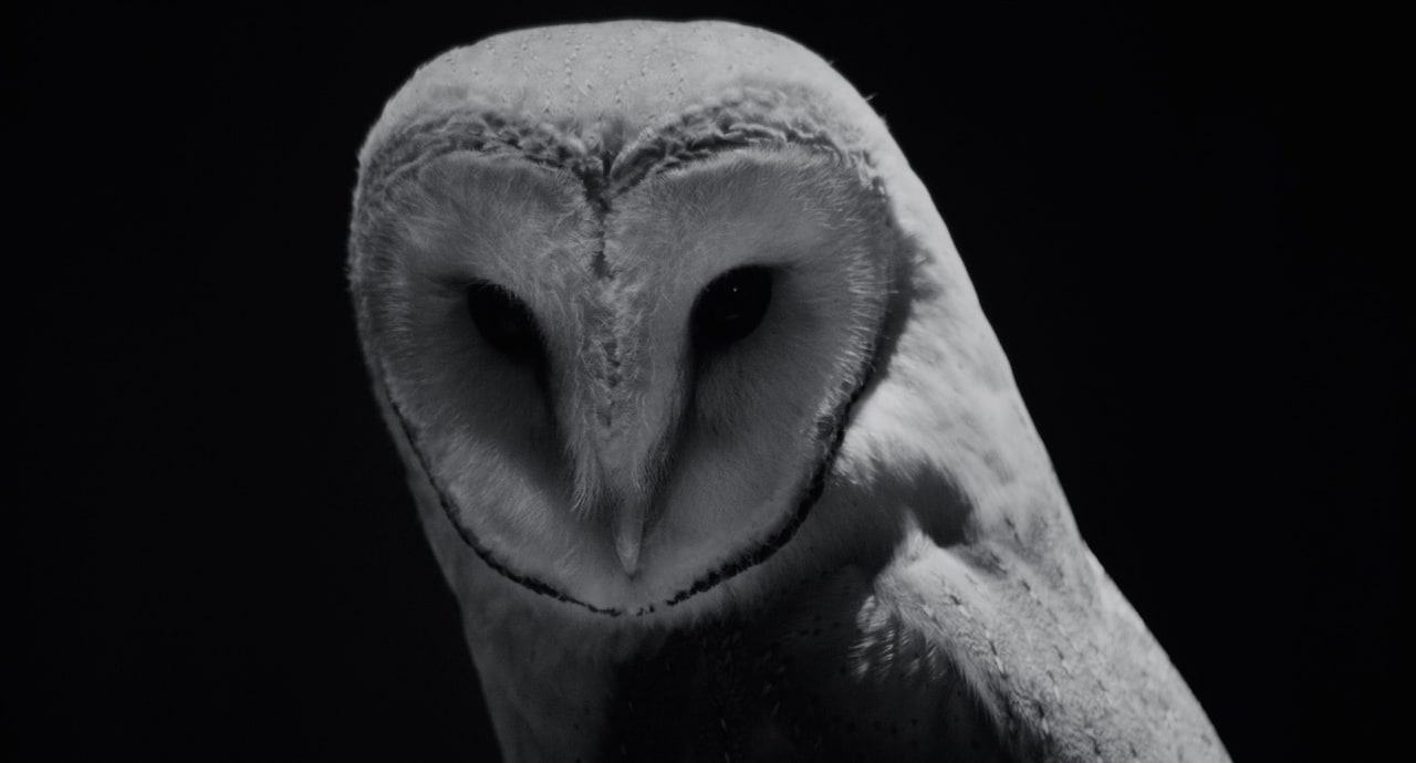 大阪の街を全編モノクロで撮影、宮崎大祐が放つサスペンス「VIDEOPHOBIA」