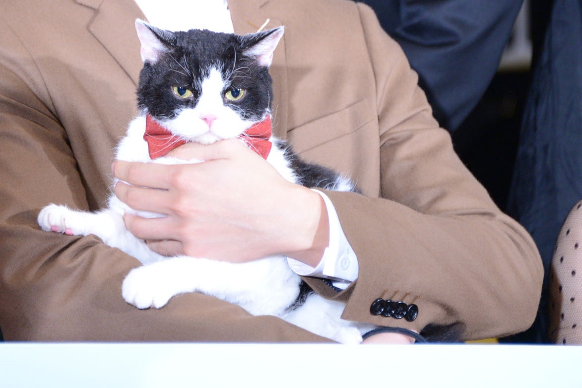 猫のナナ。