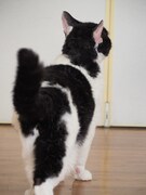 「旅猫リポート」オフショット