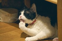 「旅猫リポート」オフショット