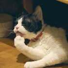 「旅猫リポート」猫ナナの素顔満載オフショット、共演猫とじゃれ合う姿も