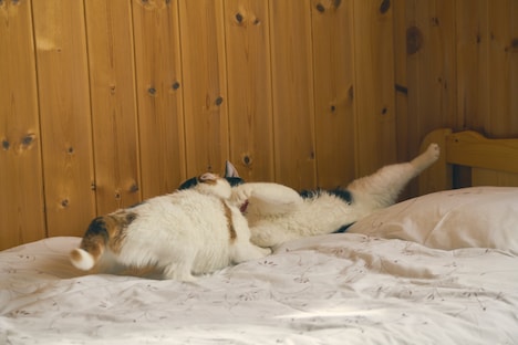 「旅猫リポート」オフショット