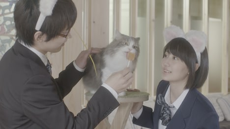 「猫カフェ」