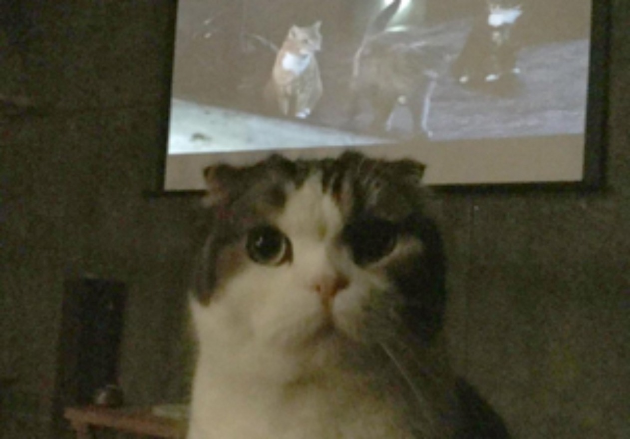2016年に行われた上映会の様子。