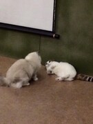 2016年に行われた上映会の様子。