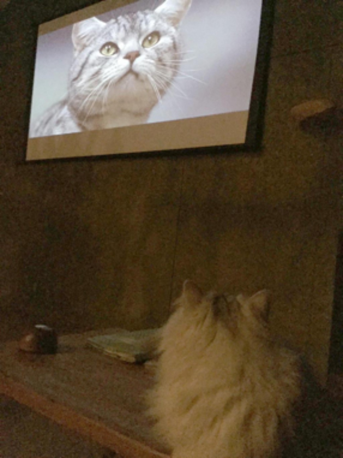 2016年に行われた上映会の様子。