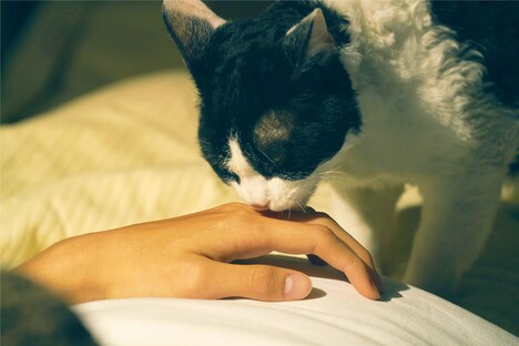 「旅猫リポート」