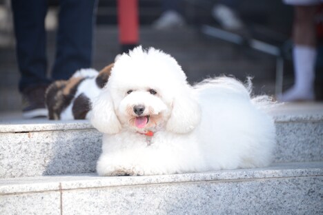坂の上動物病院の看板犬・ダイキチ役のアトム。