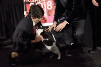 福士蒼汰の腕から逃げ出すも、トレーナーに捕らえられたナナ。