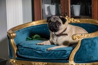 「パグ・アクチュアリー ダメな私のワンダフル・ライフ」 (c)2018PugnaciousFilmsLTD