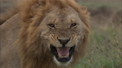 「劇場版 ダーウィンが来た！アフリカ新伝説」