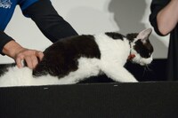 逃げようとするナナ。