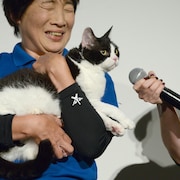 「旅猫リポート」ナナがスター猫に仲間入り!「猫侍」のあなごら先輩猫が祝福