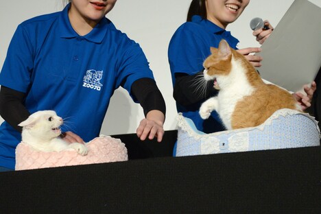 威嚇し合うあなご（左）と春馬（右）。