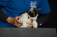 手形取りに挑戦するナナ。