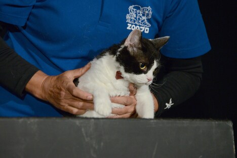 手形取りに挑戦するナナ。