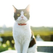 「旅猫リポート」有川浩がインスタのテキスト書き下ろし「副読本的に楽しんで」