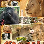 「劇場版 ダーウィンが来た」予告、映画の軸となる3頭の動物たちを紹介