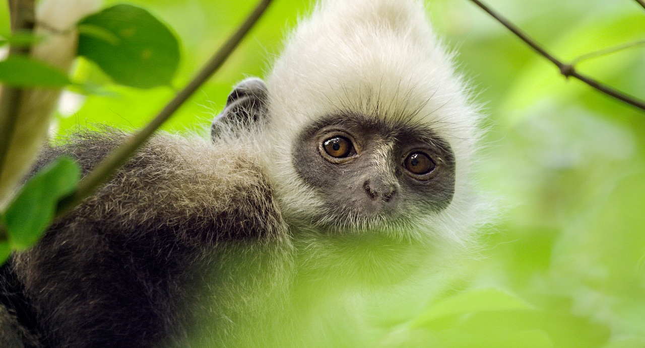 絶滅寸前種ハクトウラングールをドローンで撮影、「アース」新作の特別映像