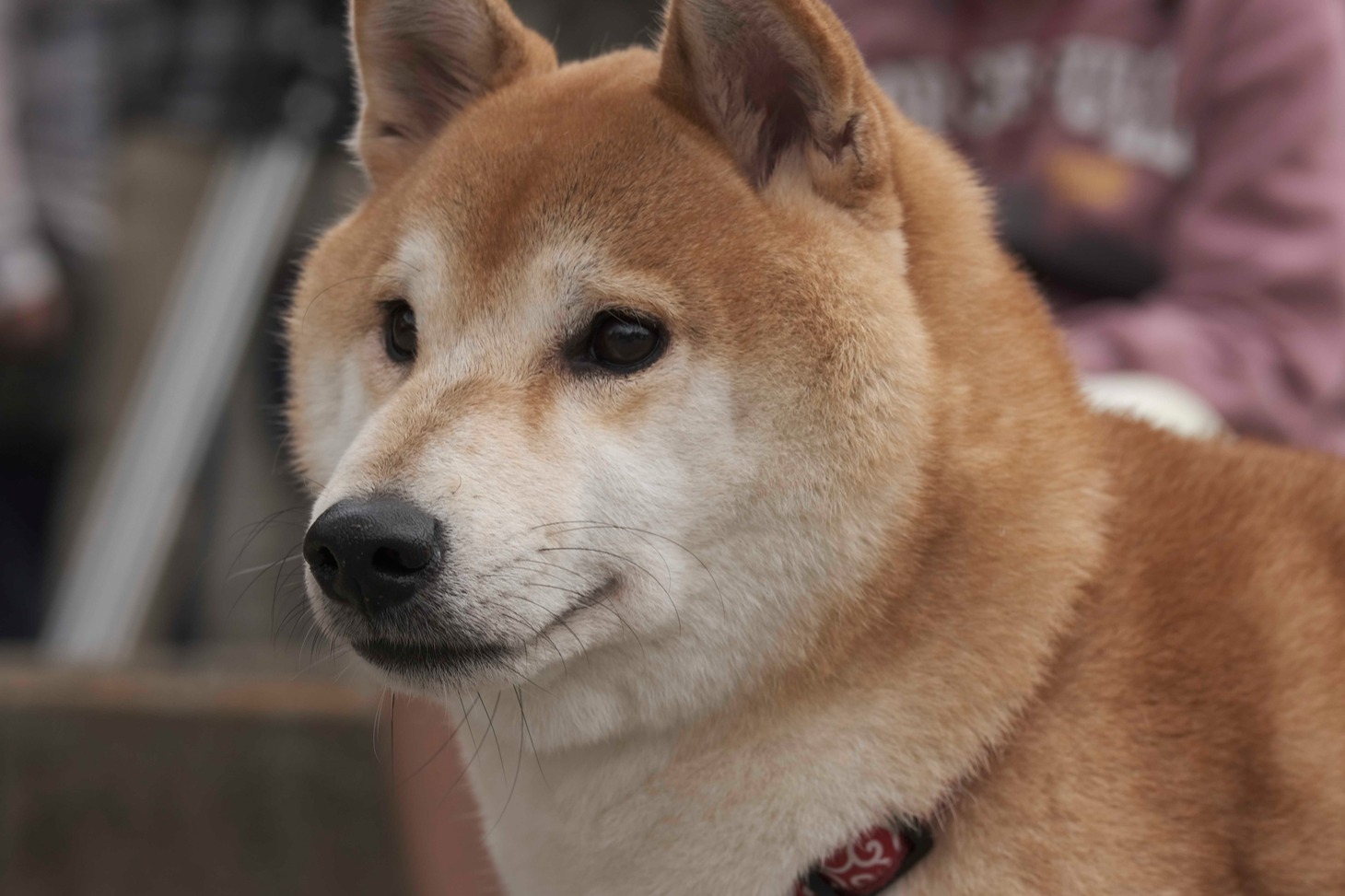犬