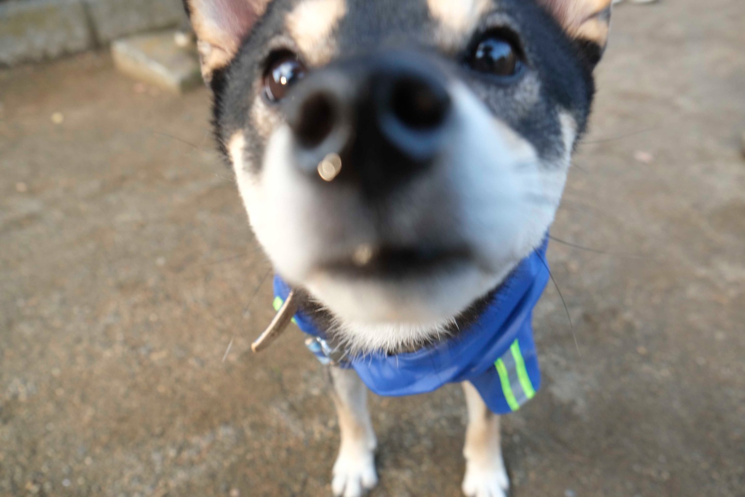 犬