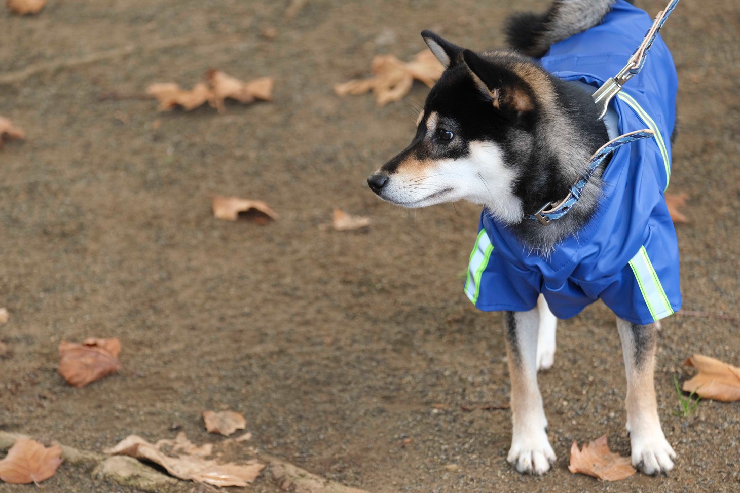 犬