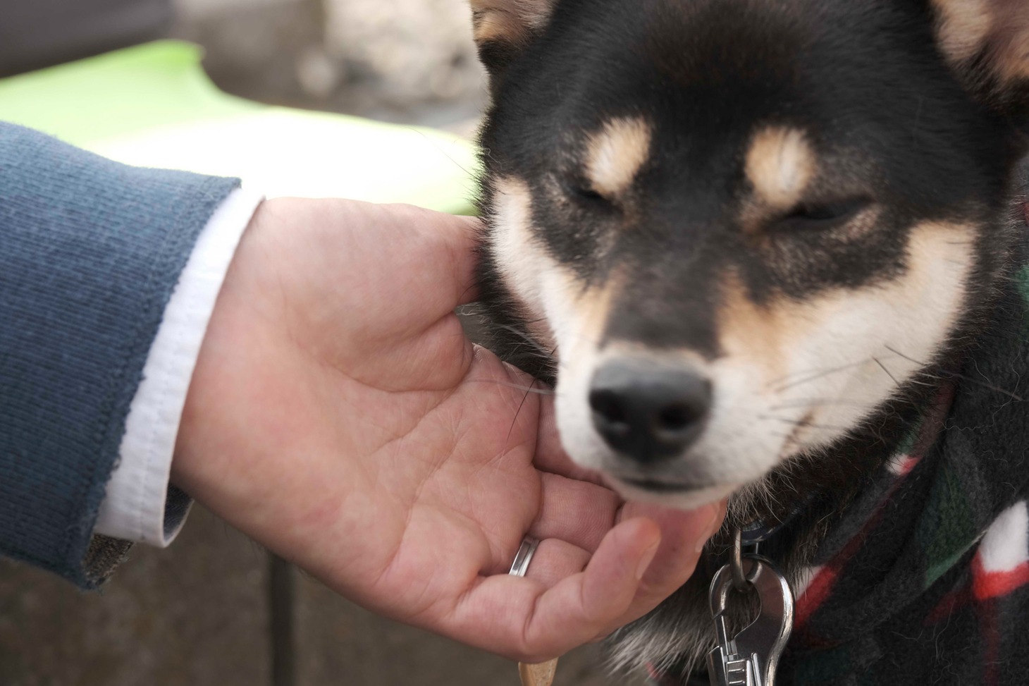 犬