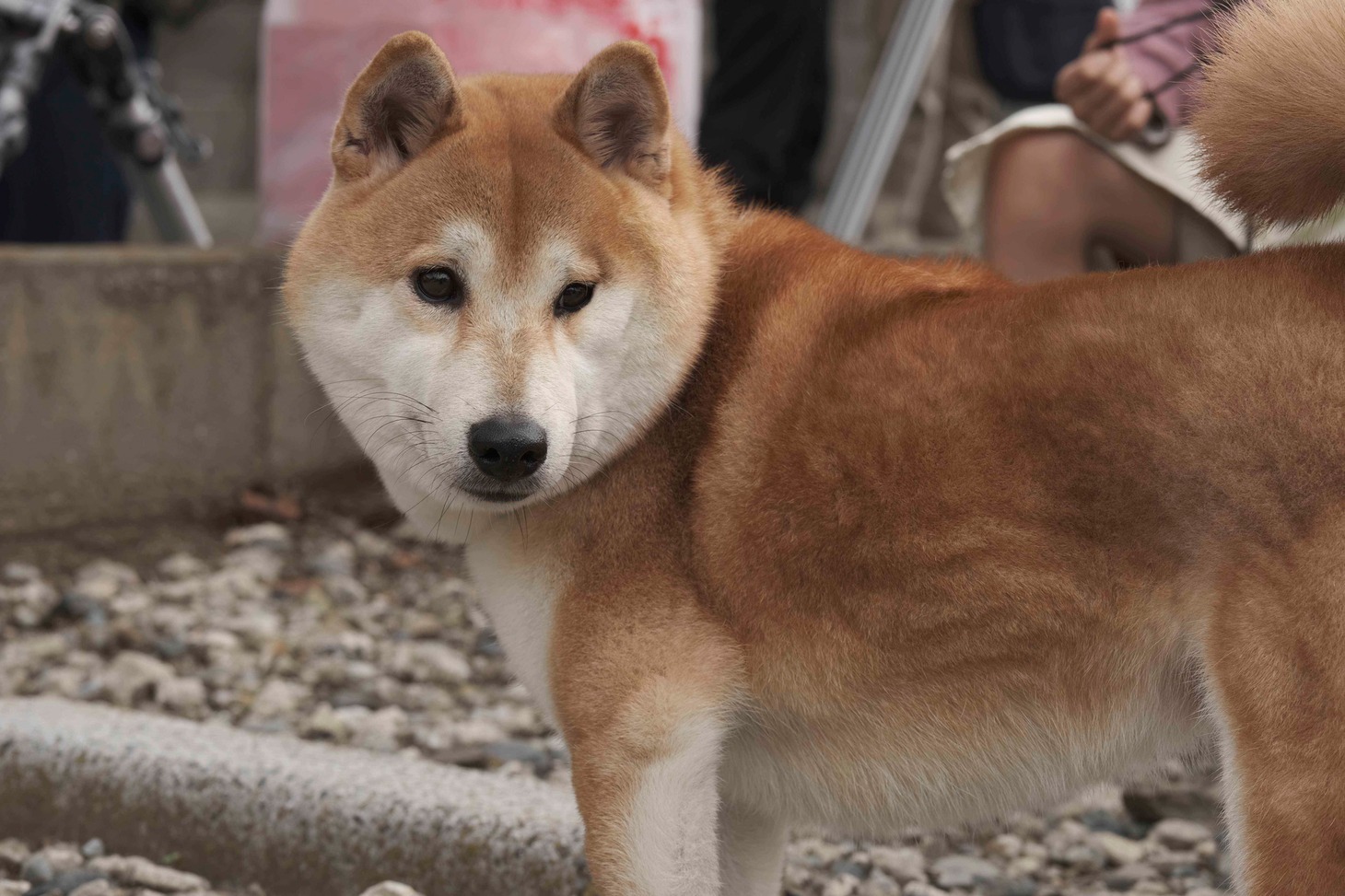 犬