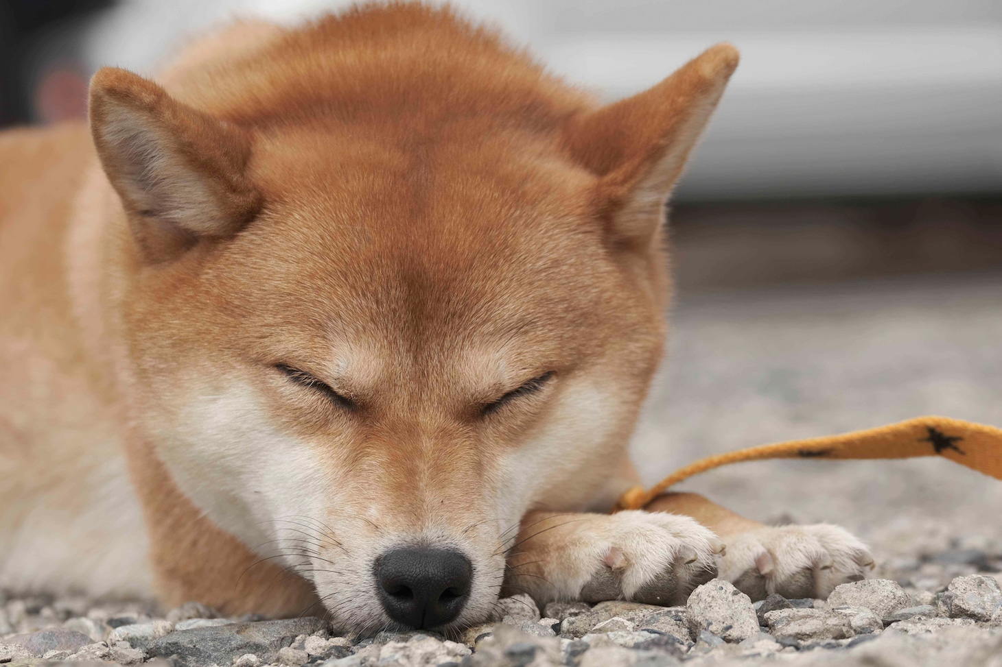 犬