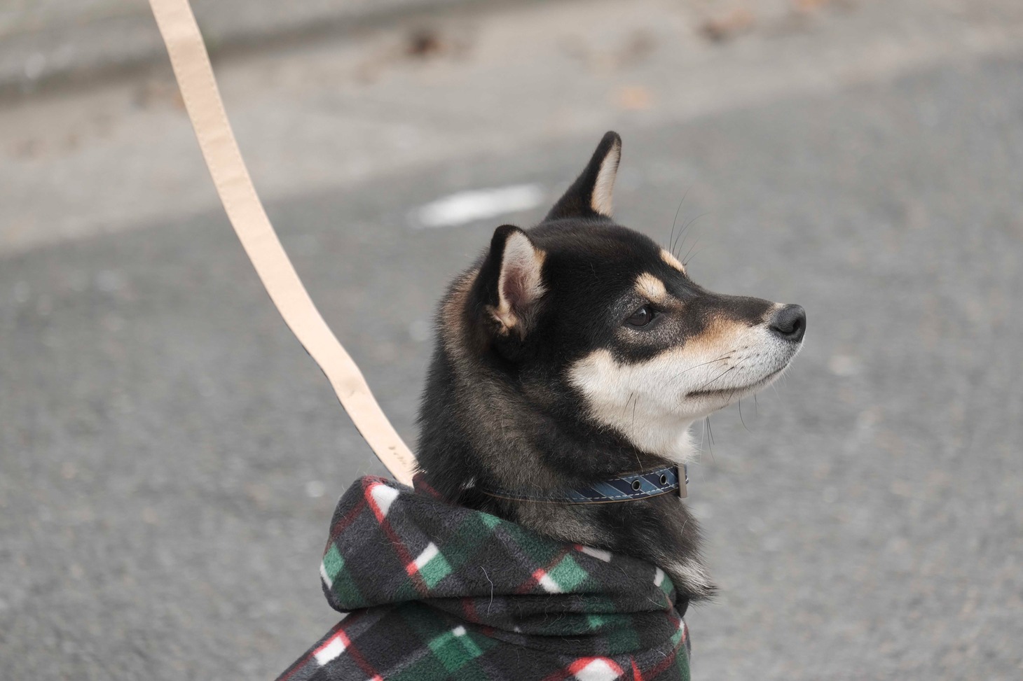 犬