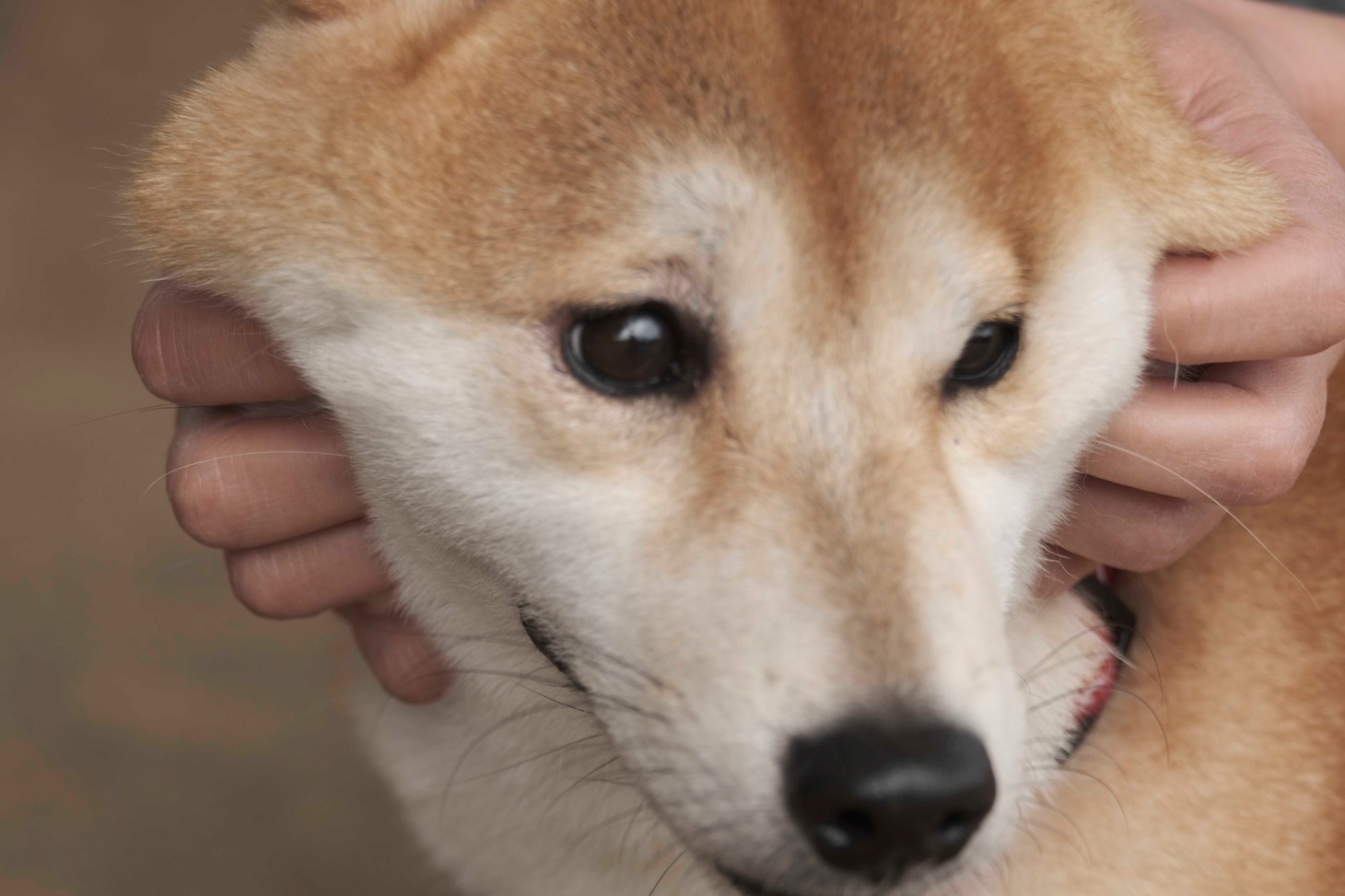 犬